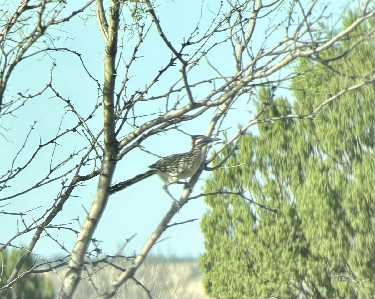 Greater Roadrunner - ML623535873