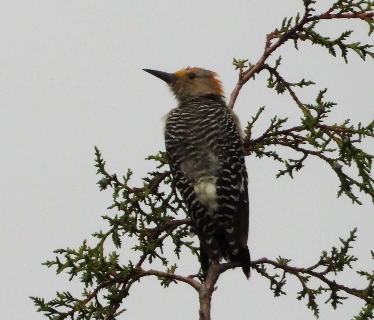 Golden-fronted Woodpecker - ML623535890