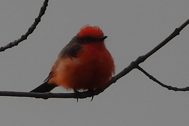 Vermilion Flycatcher - ML623535896