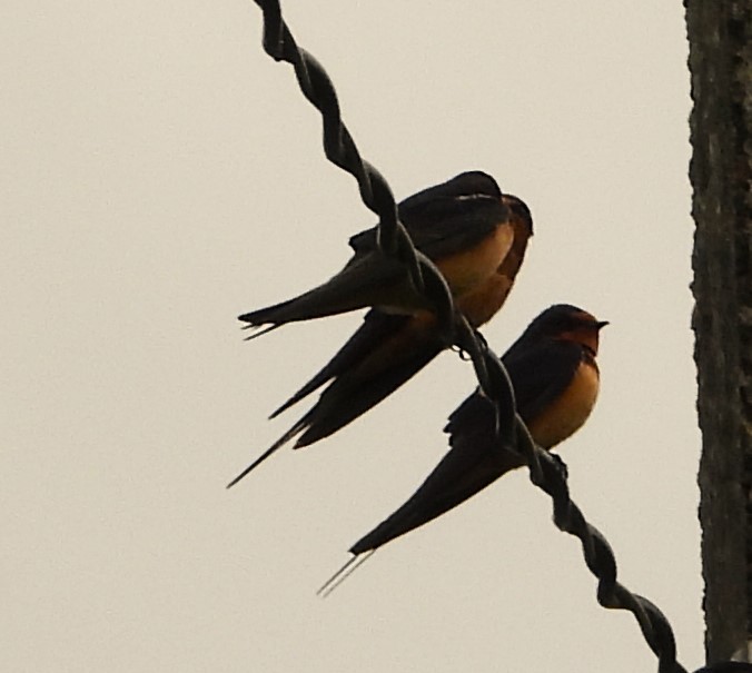 Barn Swallow - ML623535924
