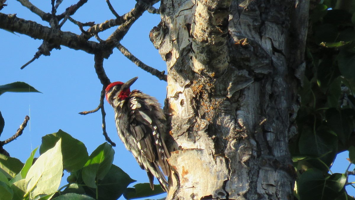 Red-naped Sapsucker - ML623535930