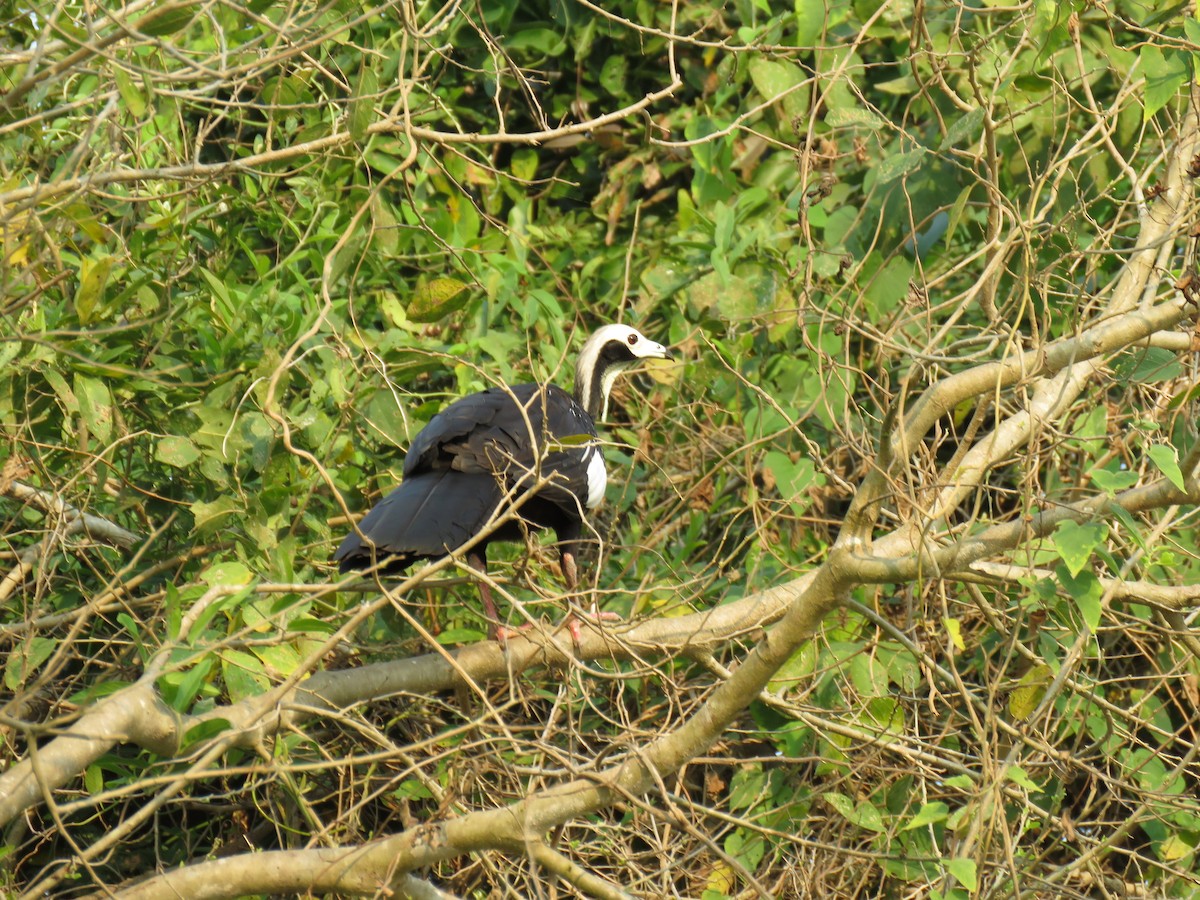 White-throated Piping-Guan - ML623535945