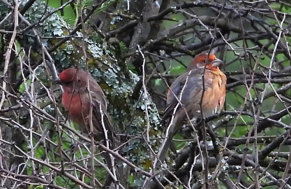 House Finch - ML623535950