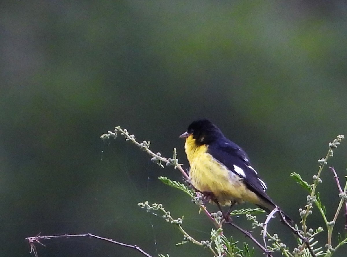 Lesser Goldfinch - ML623535967