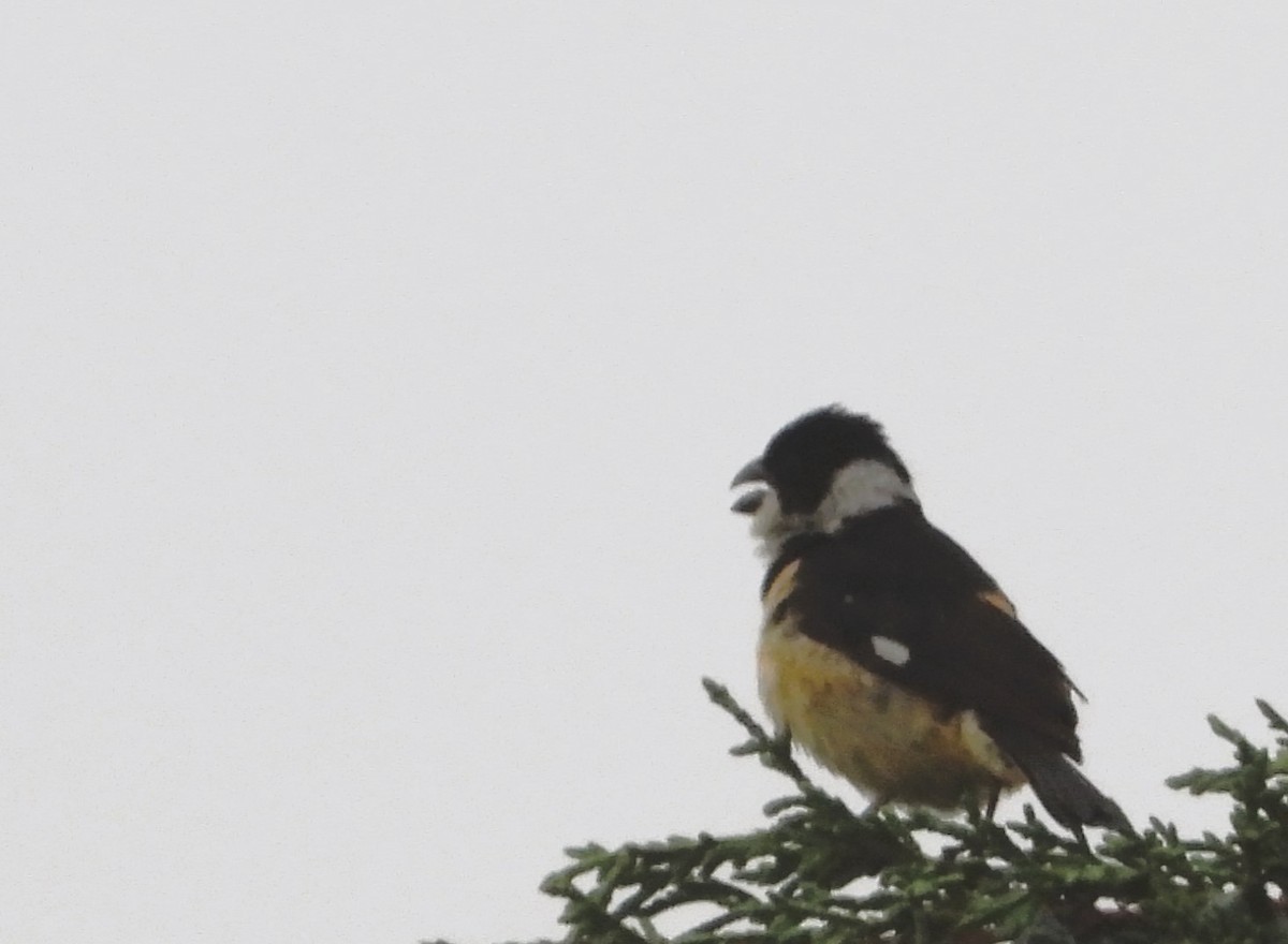 Cinnamon-rumped Seedeater - ML623536063