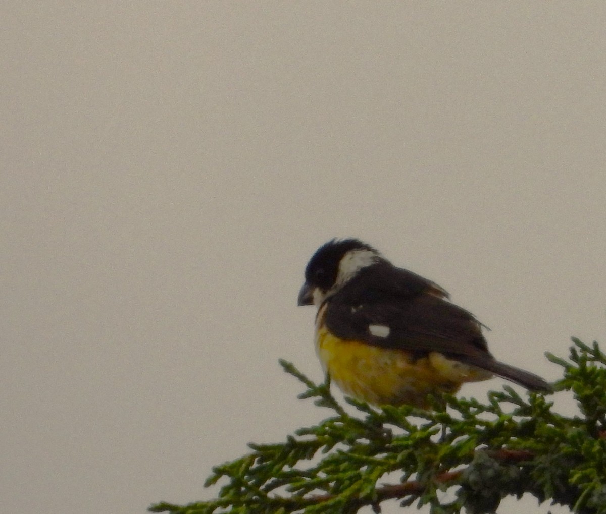 Cinnamon-rumped Seedeater - ML623536064