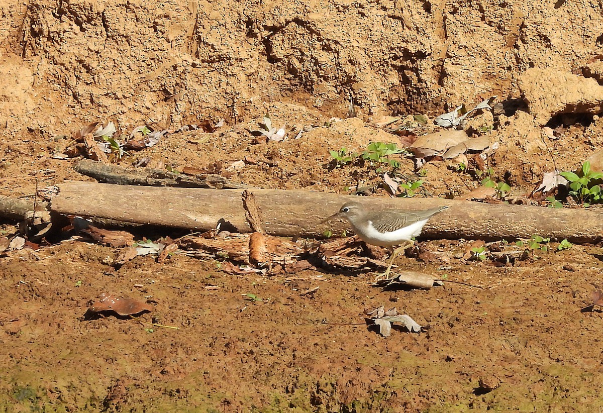 Spotted Sandpiper - ML623536102