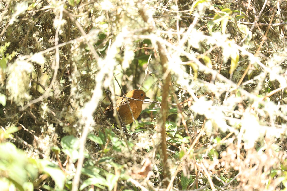 Ayacucho Antpitta - ML623536168