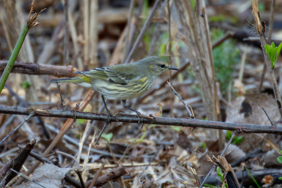 Paruline tigrée - ML623536177