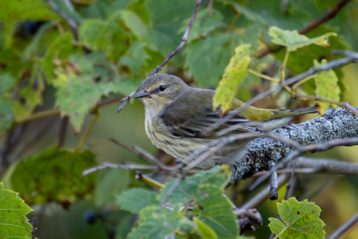 Paruline tigrée - ML623536179