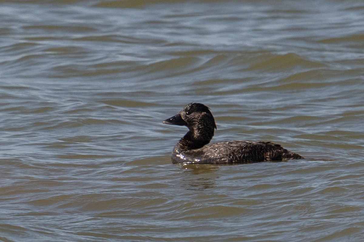 Musk Duck - ML623536186