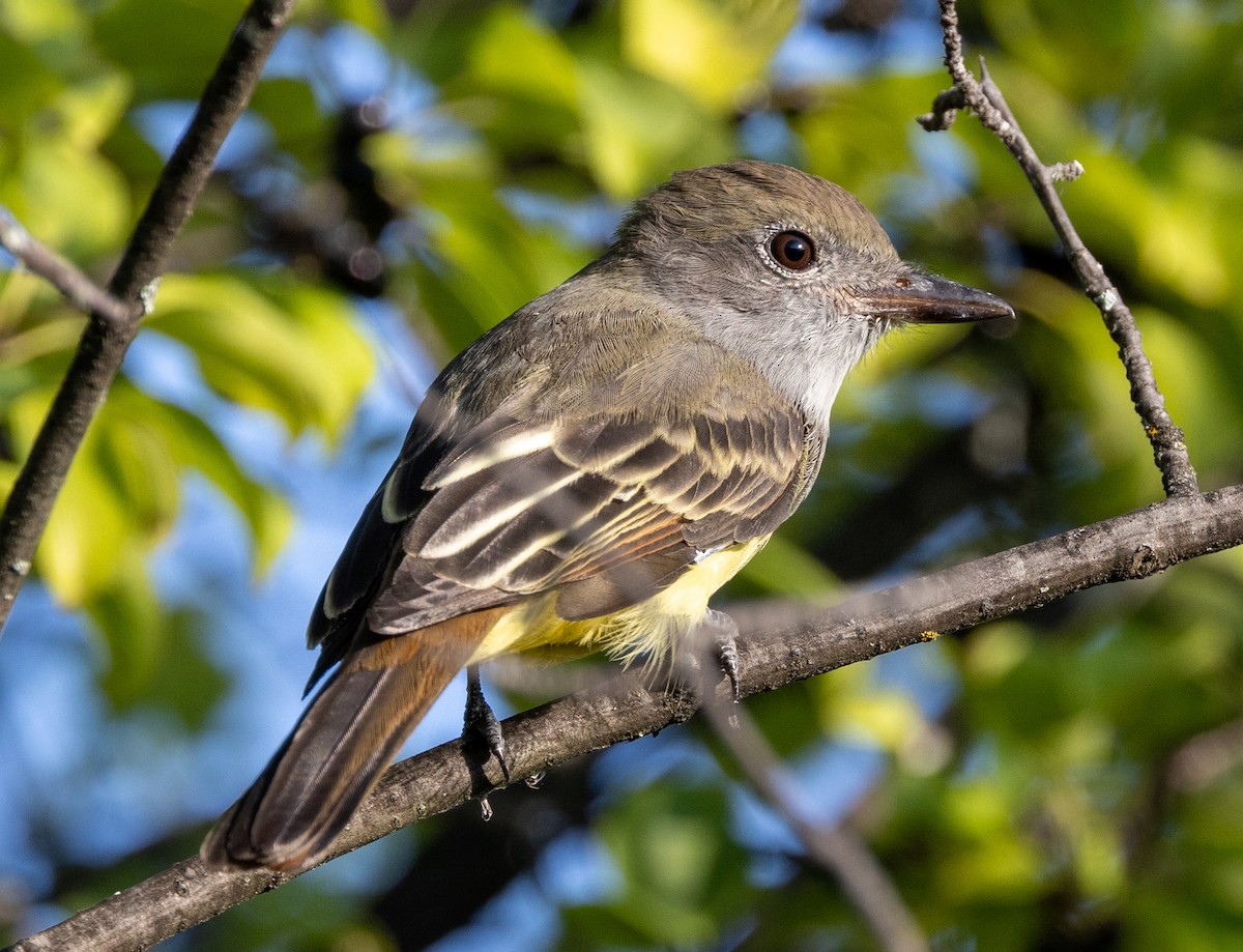 Great Crested Flycatcher - ML623536206