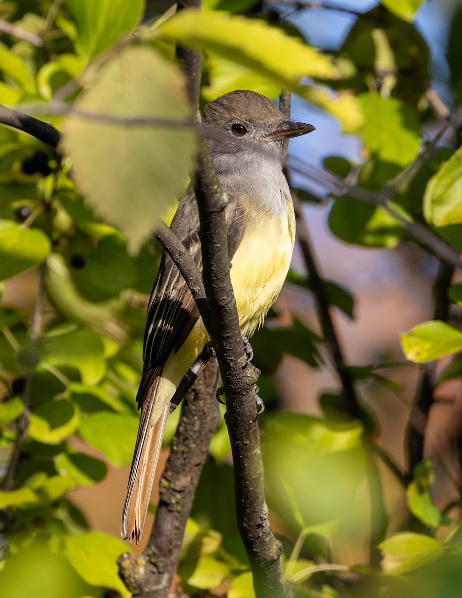 Great Crested Flycatcher - Margaret Kenny