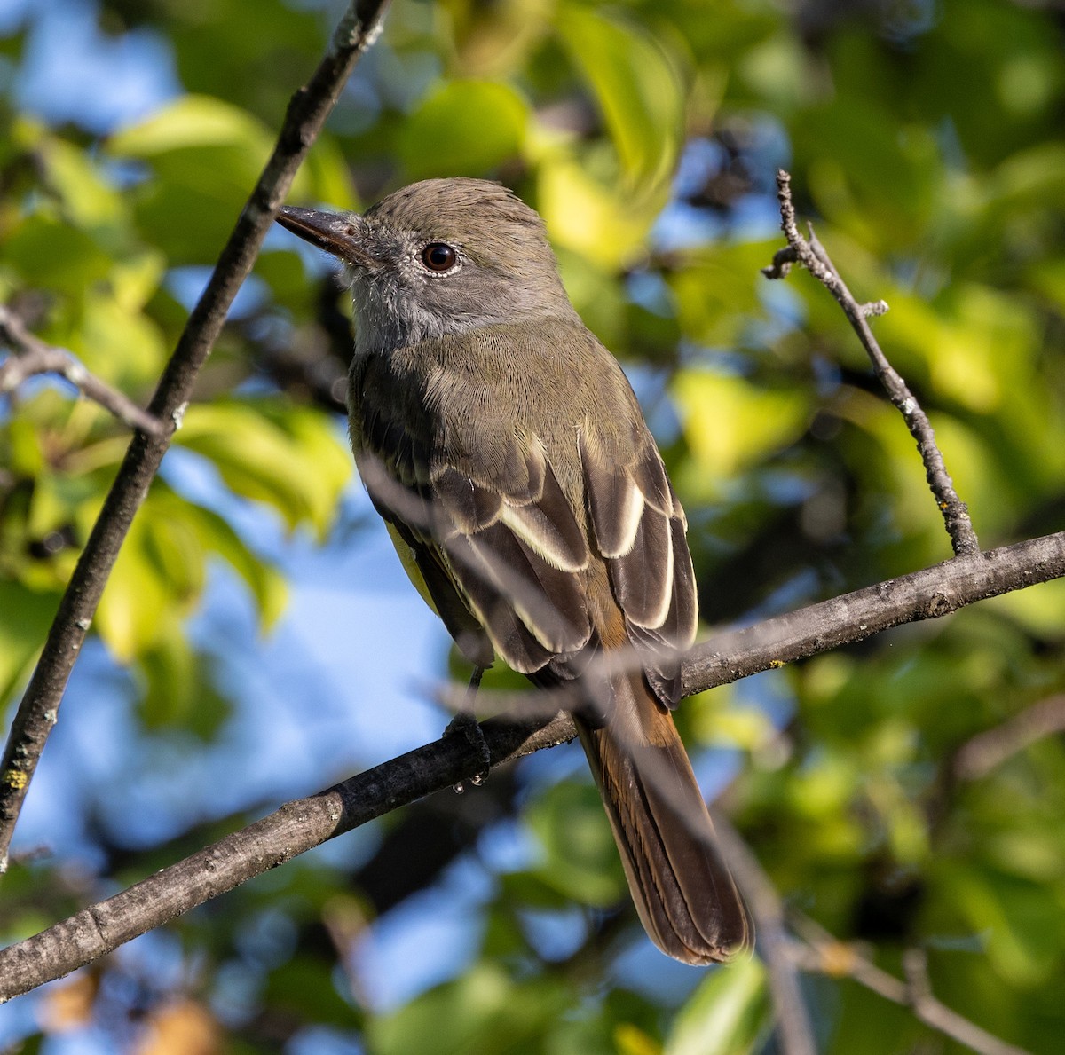 Great Crested Flycatcher - ML623536208