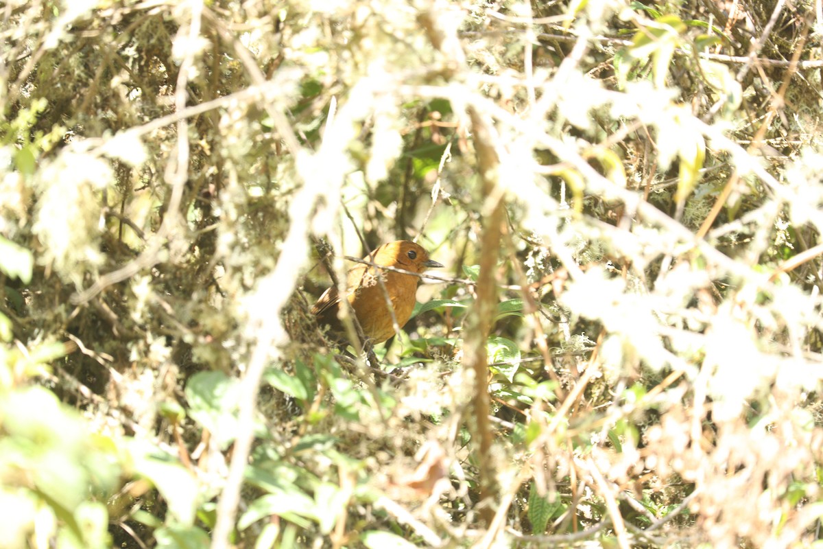 Ayacucho Antpitta - ML623536214