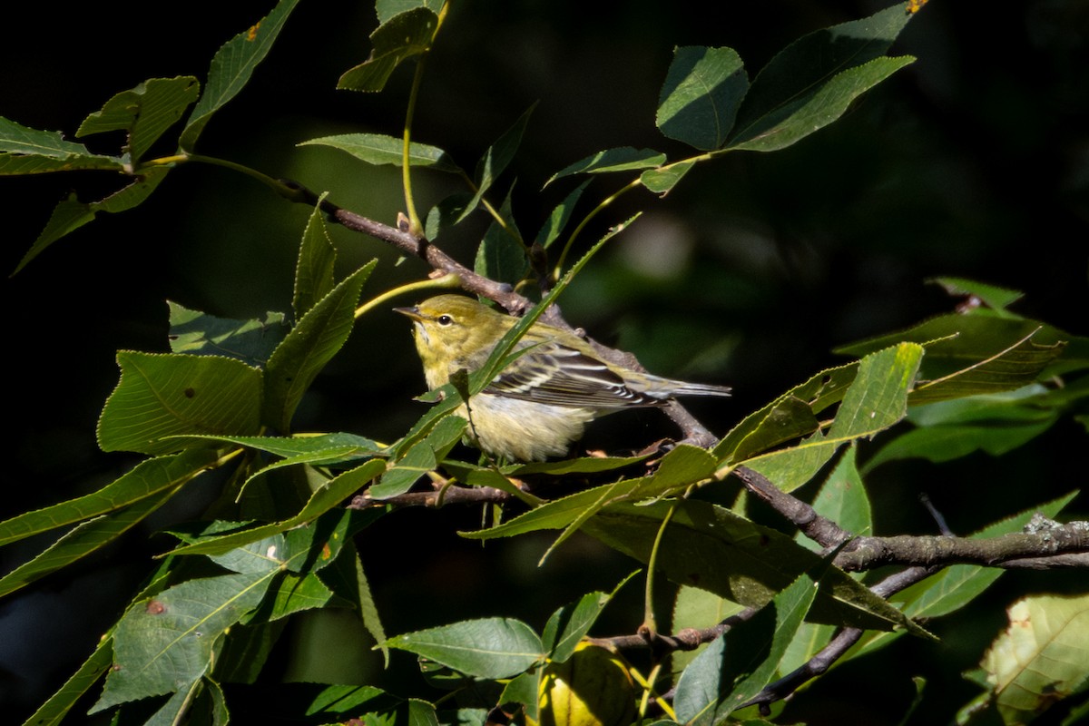 Paruline rayée - ML623536225