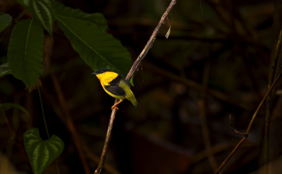 Orange-collared Manakin - ML623536258