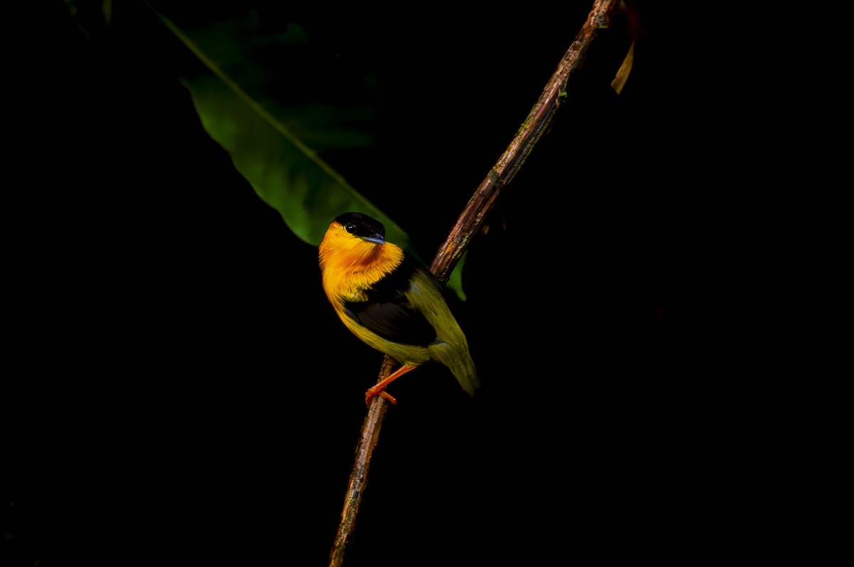 Orange-collared Manakin - ML623536260