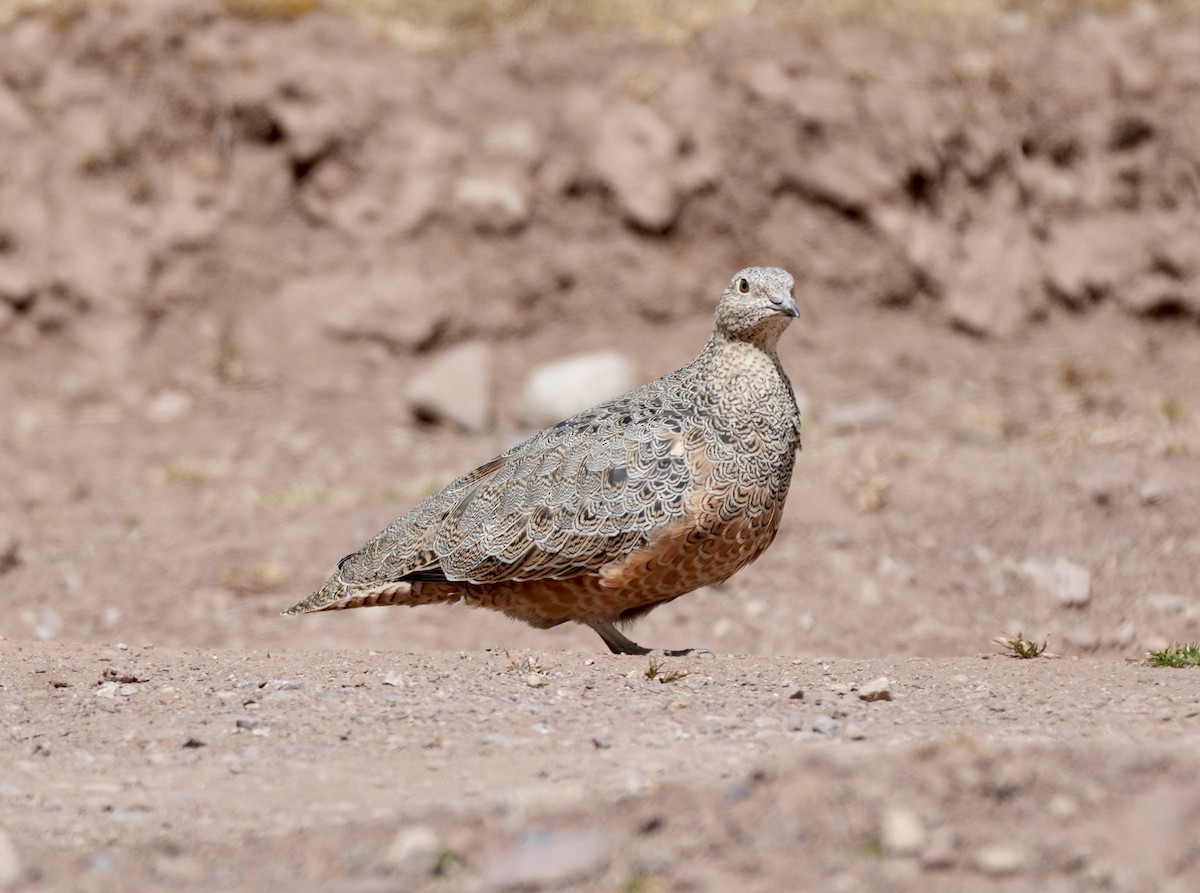 rustrypesnipe - ML623536261