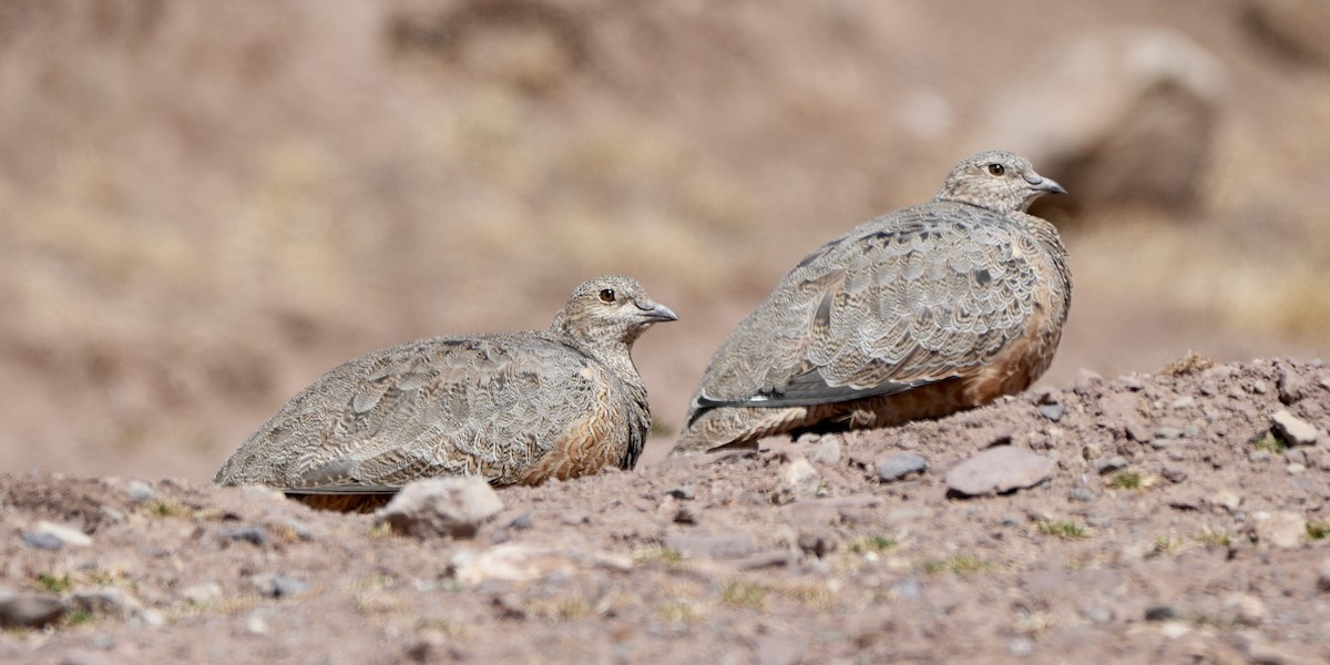 Rufous-bellied Seedsnipe - ML623536262