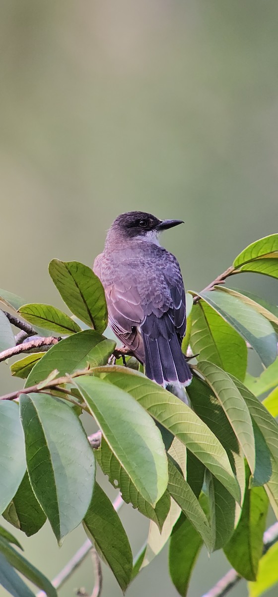 Eastern Kingbird - ML623536289