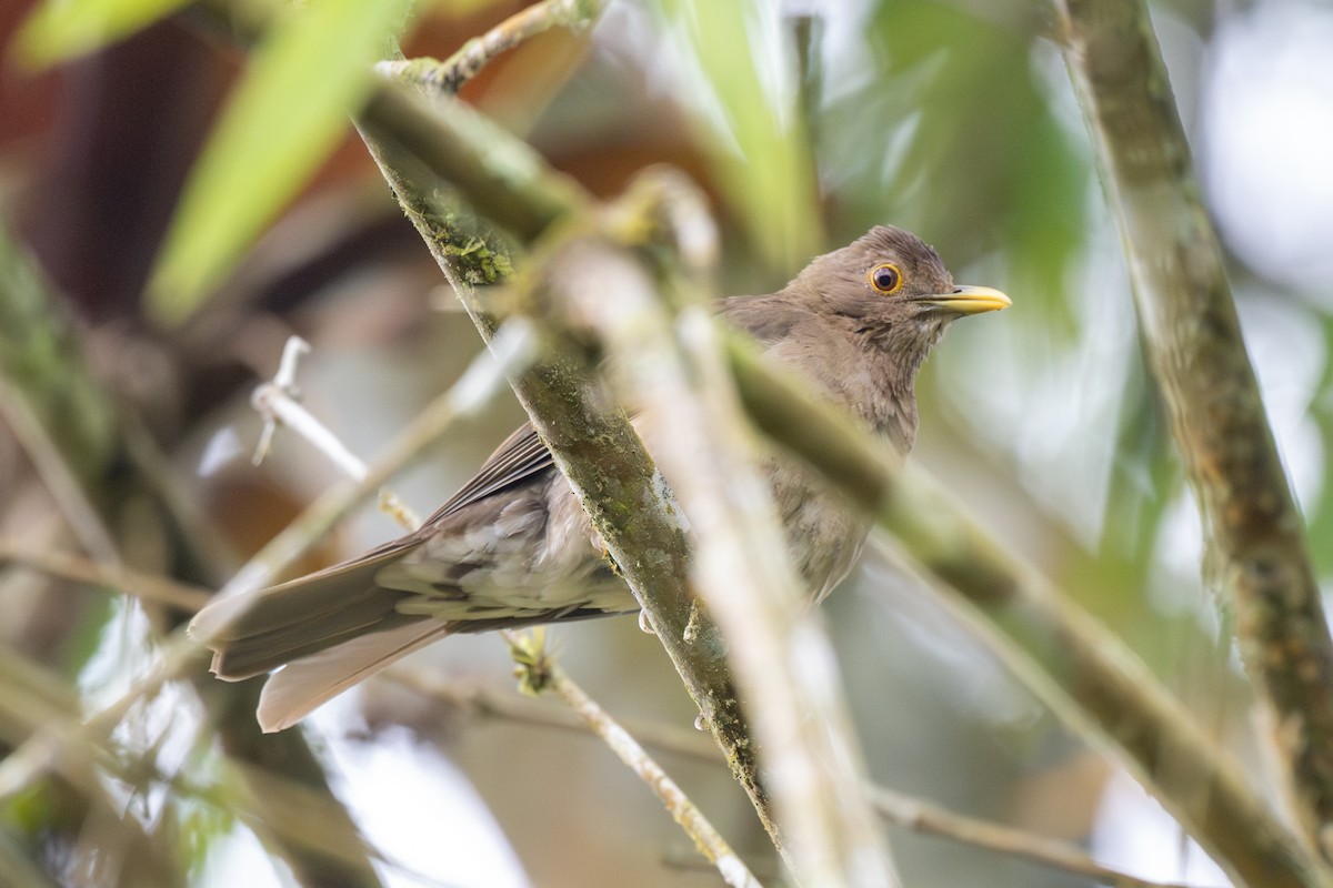 Ecuadorian Thrush - ML623536303