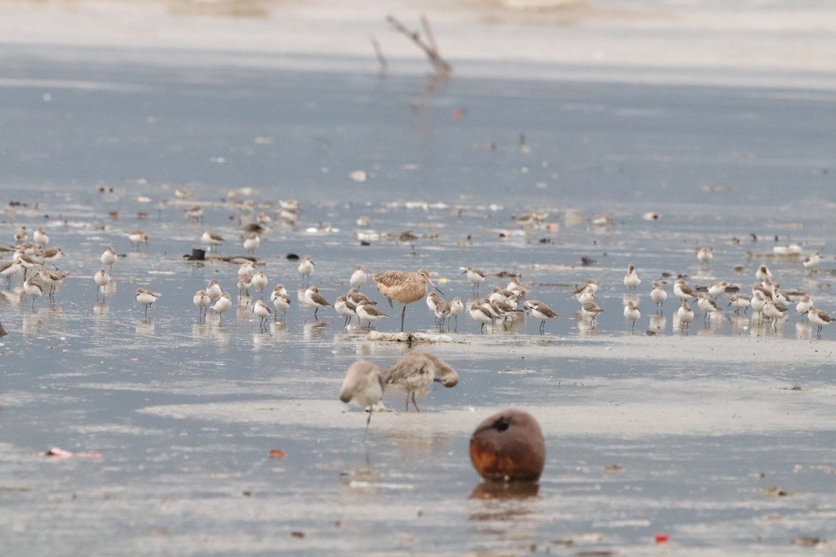 Marbled Godwit - ML623536313