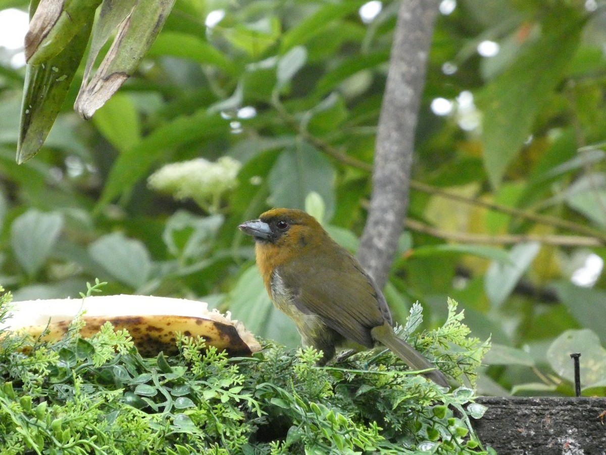 Prong-billed Barbet - ML623536319