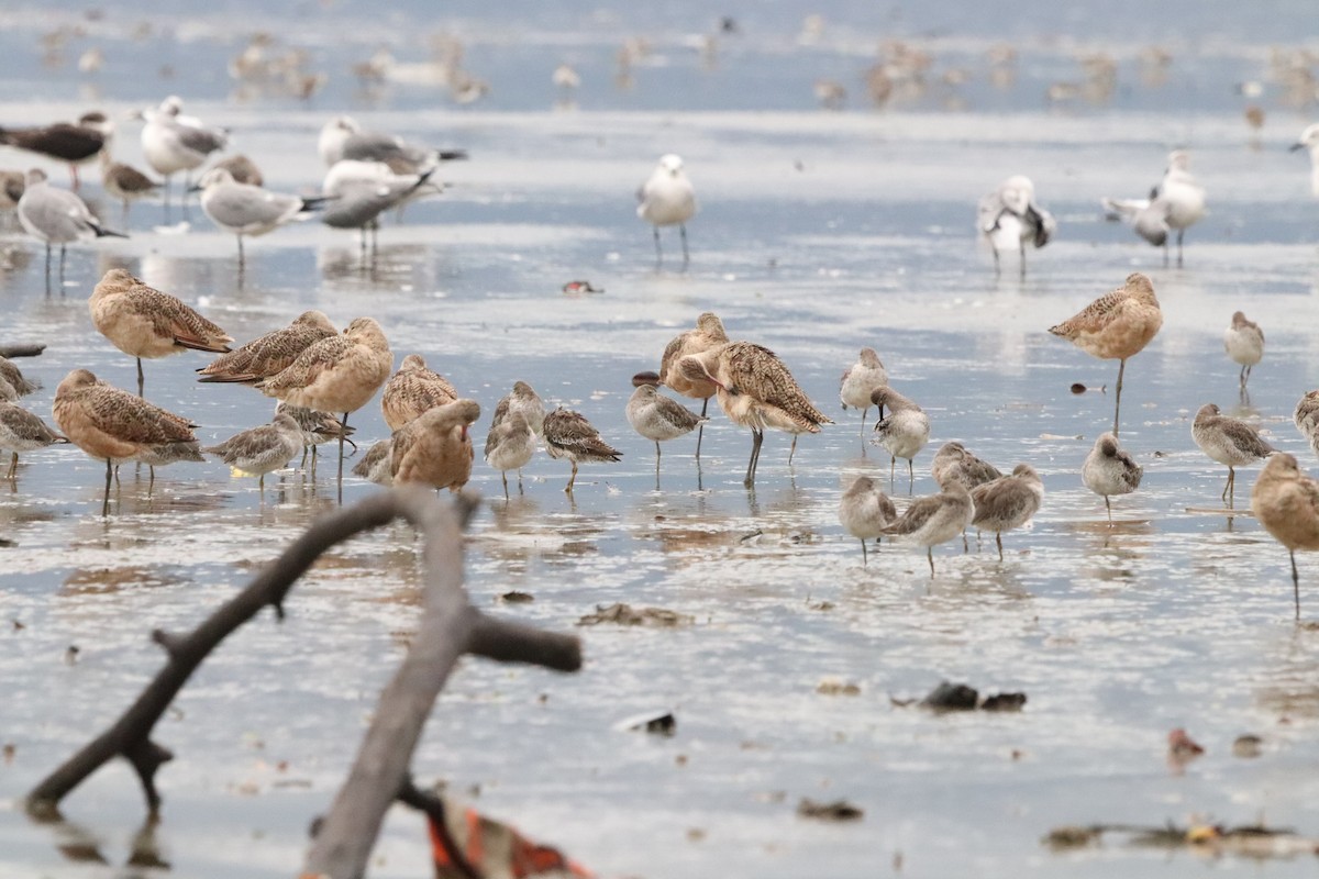 Marbled Godwit - ML623536320