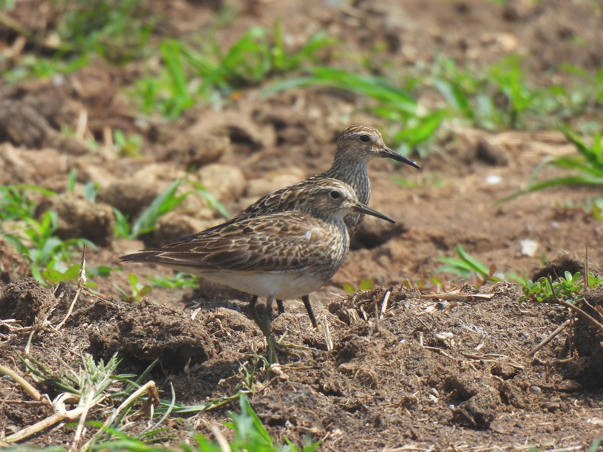 Bécasseau à poitrine cendrée - ML623536342