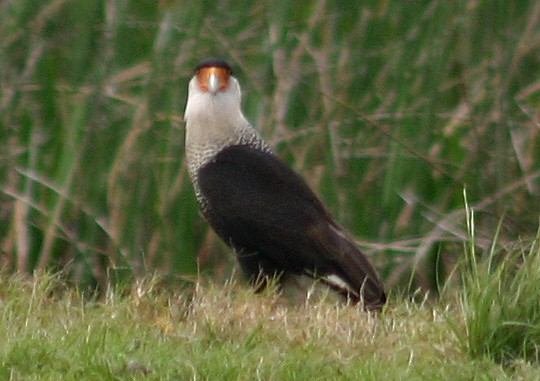 Crested Caracara (Northern) - ML623536373