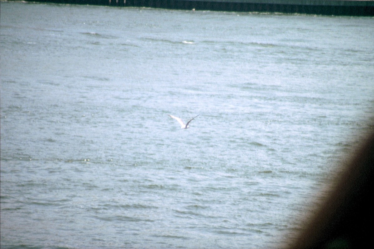 Laughing Gull - ML623536378