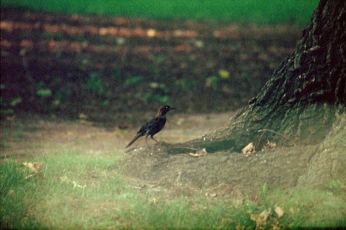 Brown-headed Cowbird - ML623536408