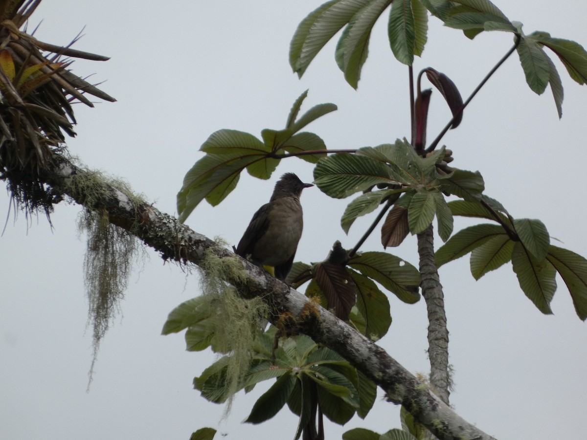 Mountain Thrush - Leonel Palma