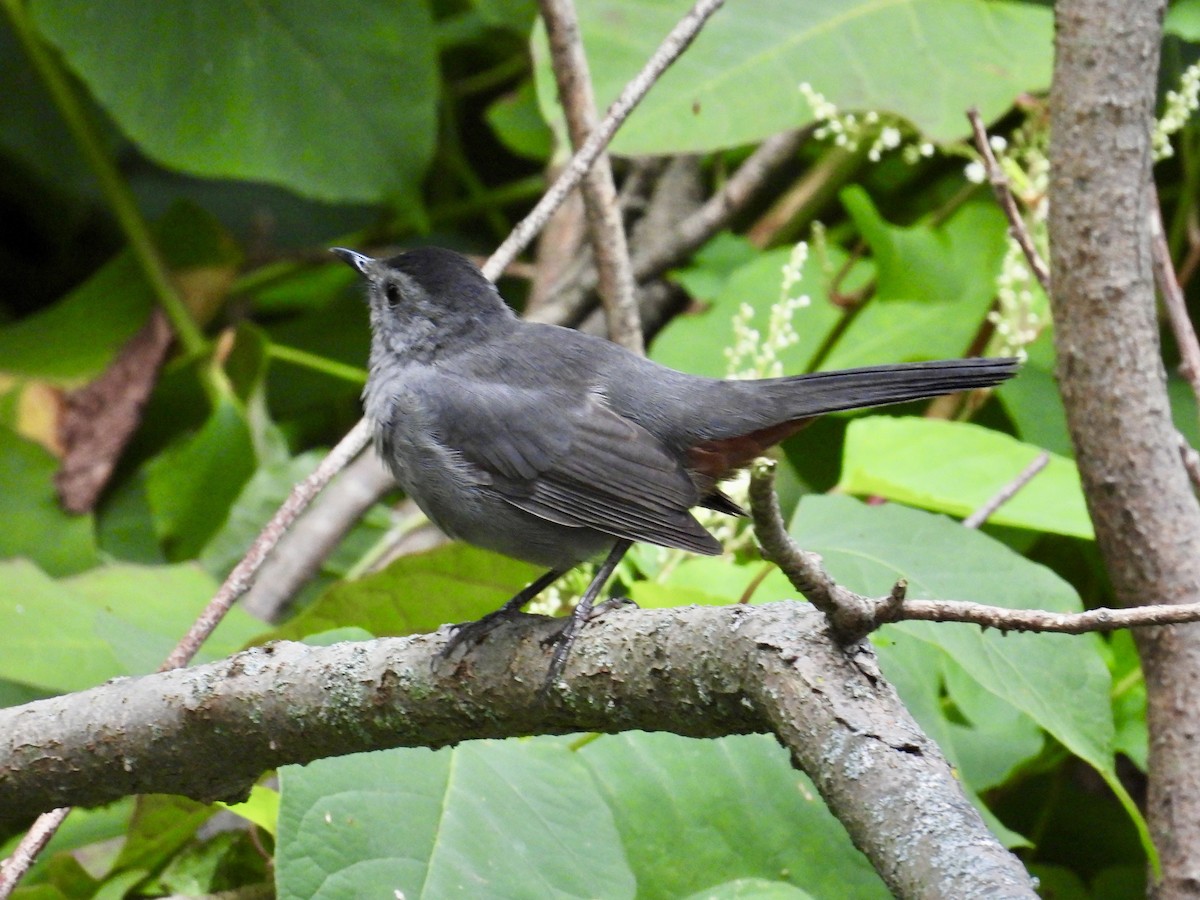 Gray Catbird - ML623536448