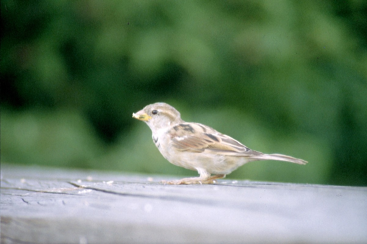 House Sparrow - ML623536449