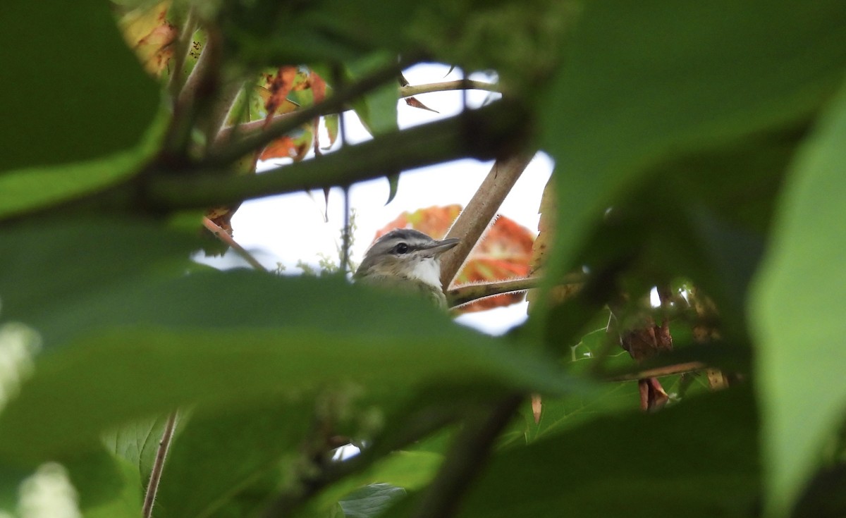 Red-eyed Vireo - ML623536457
