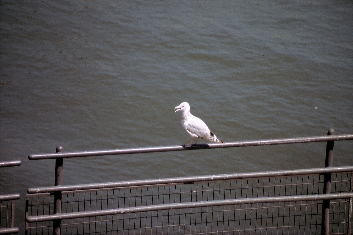 Herring Gull (American) - ML623536458