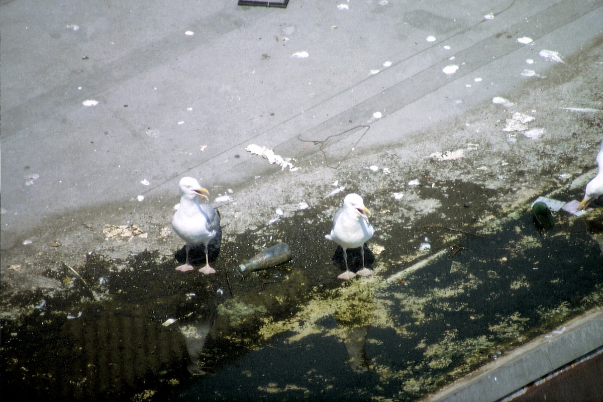 Herring Gull (American) - ML623536459