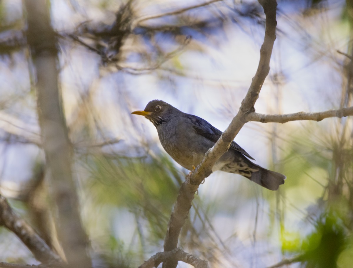 Andean Slaty Thrush - ML623536466