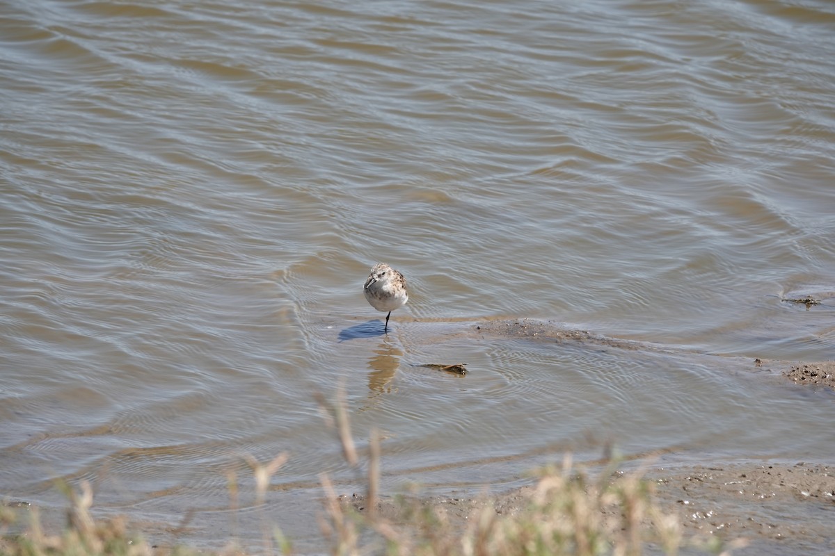 Little Stint - ML623536480