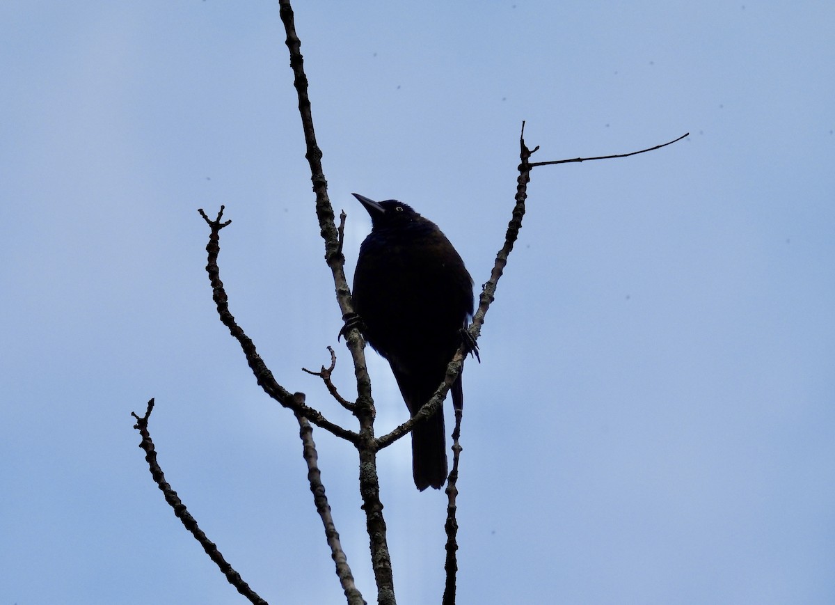 Common Grackle - ML623536509
