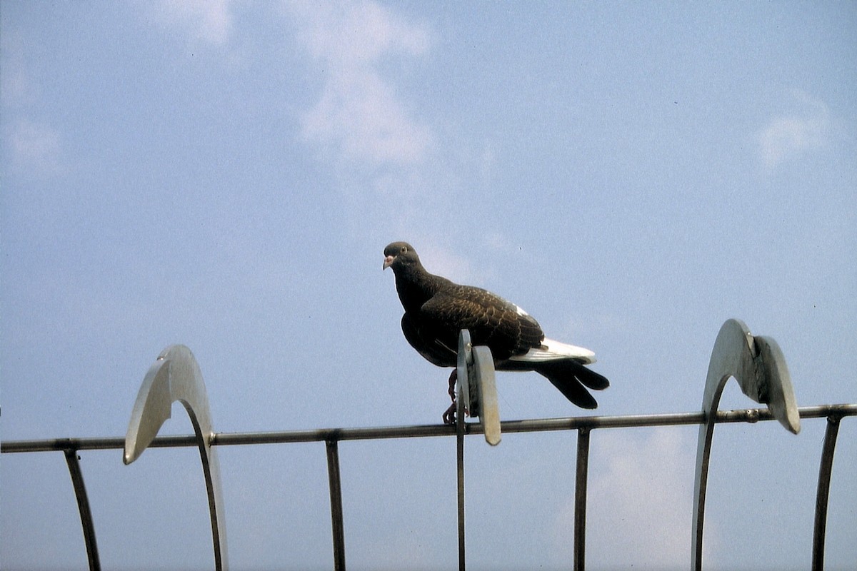 Rock Pigeon (Feral Pigeon) - ML623536526