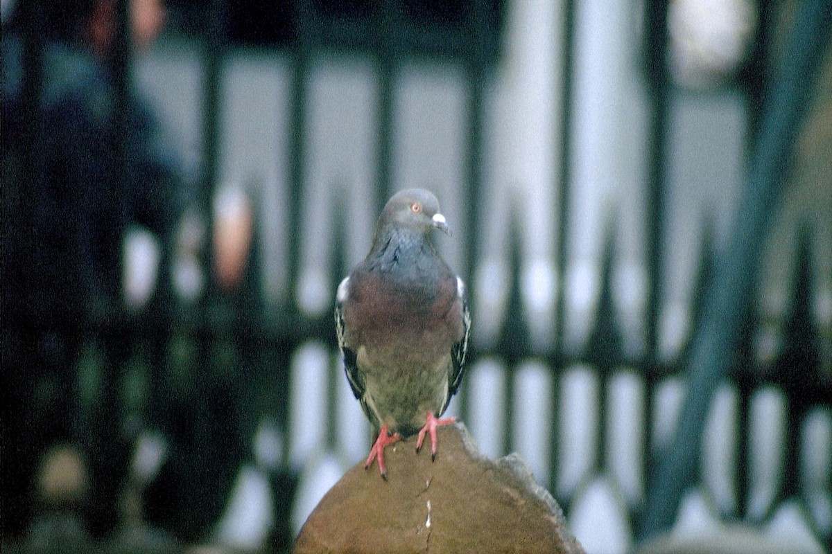 Rock Pigeon (Feral Pigeon) - ML623536527