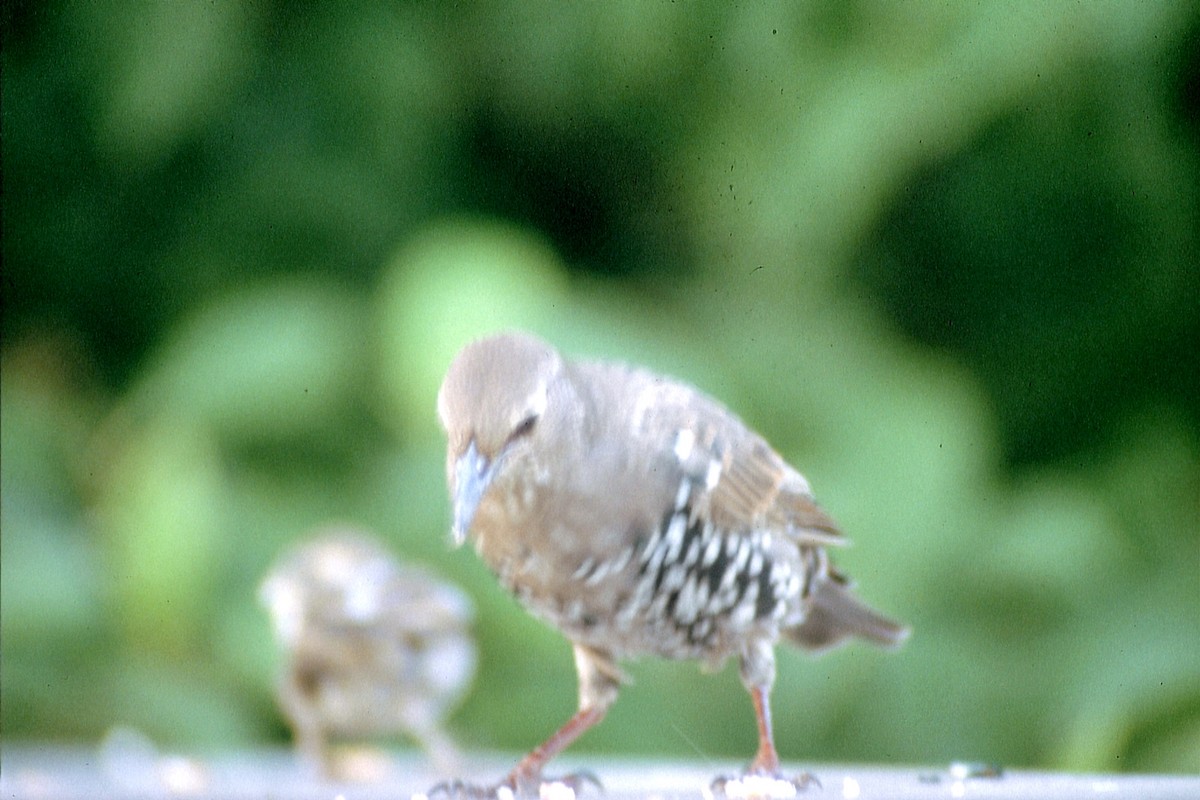 European Starling - ML623536538