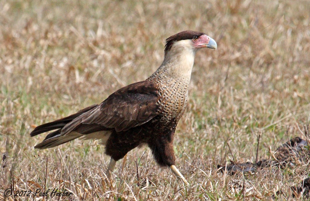 Caracara Carancho (norteño) - ML623536556