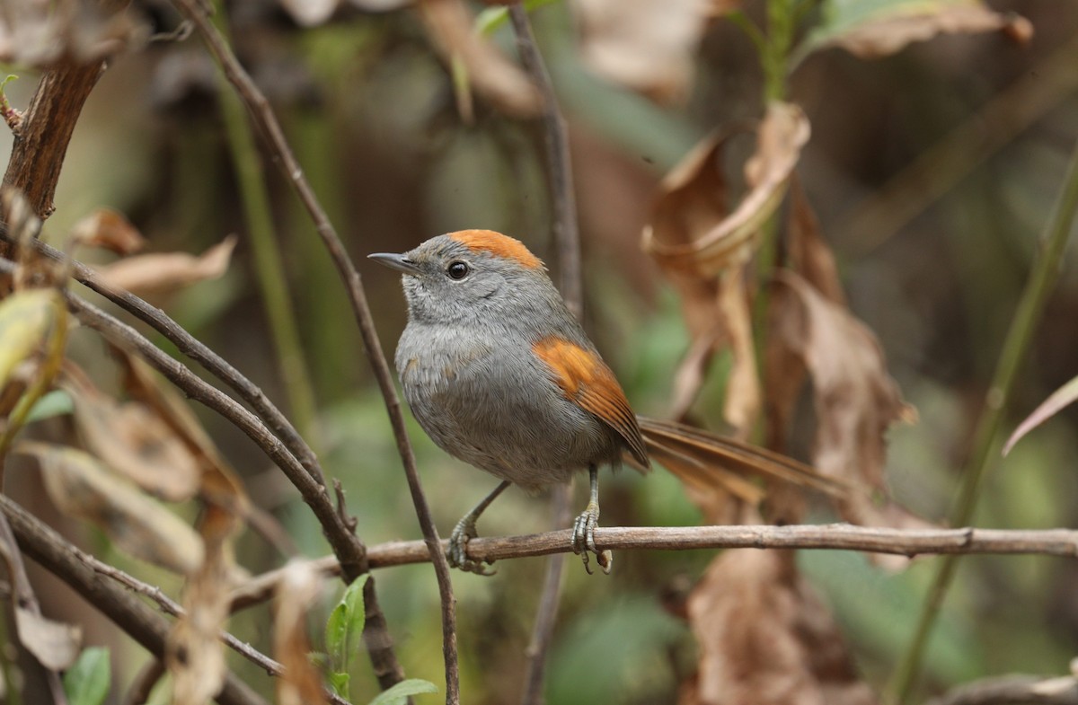 Apurimac Spinetail - ML623536567