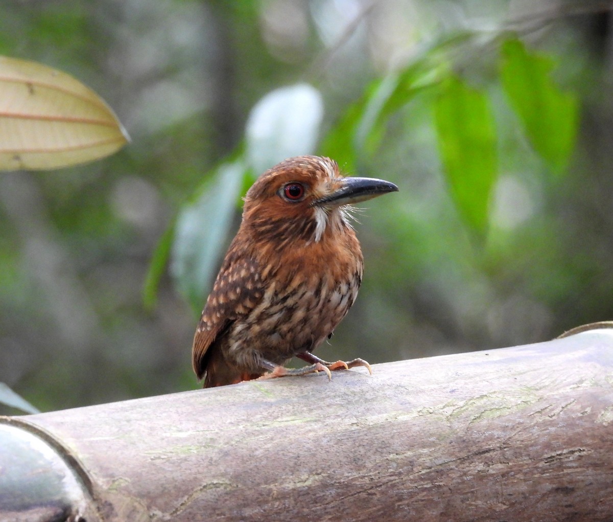 White-whiskered Puffbird - Dallas Levey