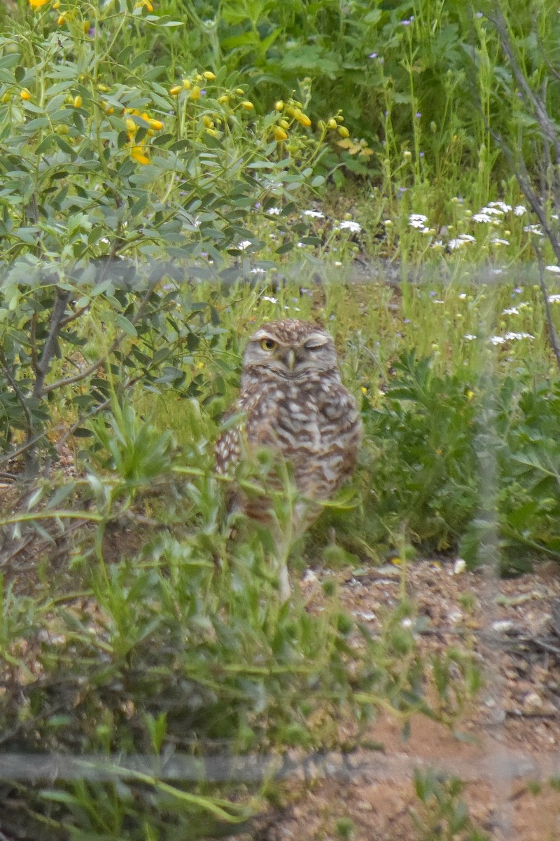 Burrowing Owl - ML623536694