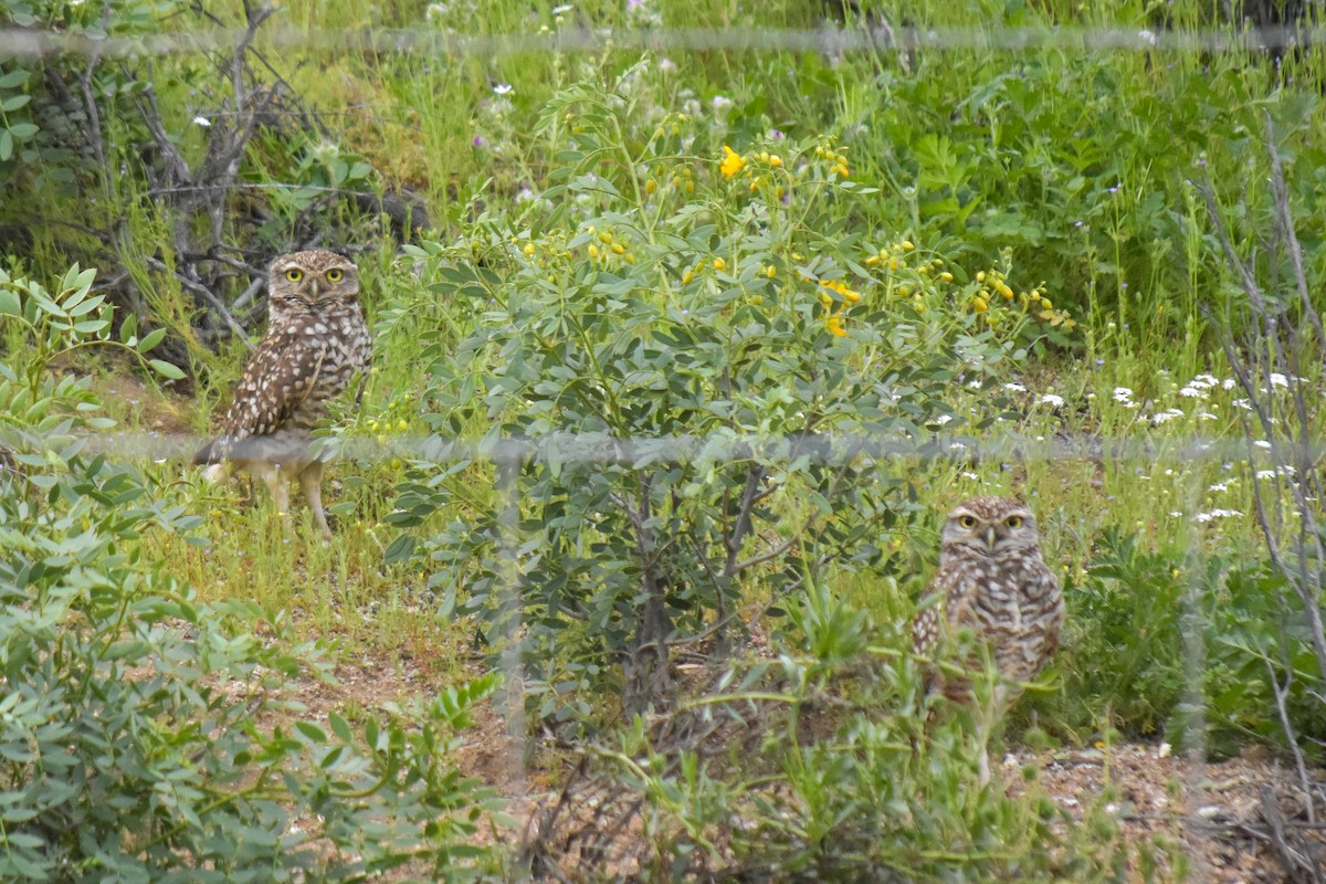 Burrowing Owl - ML623536695